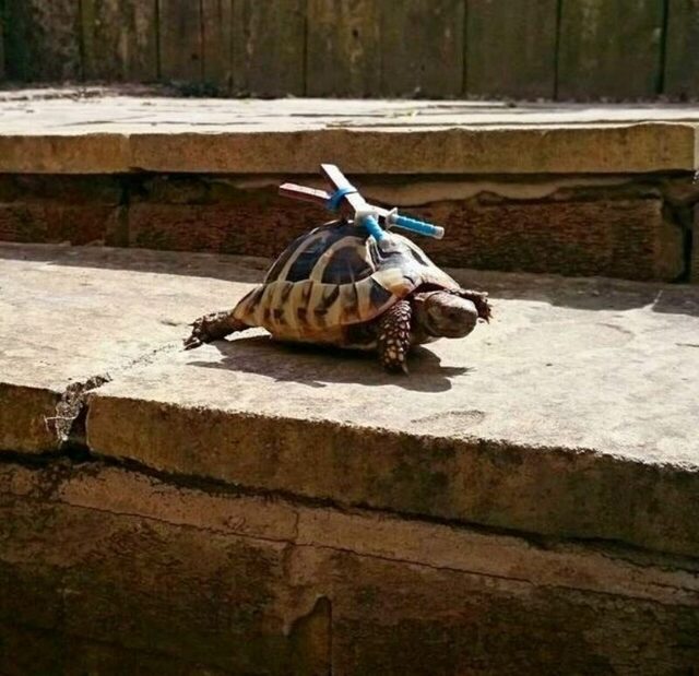 Bildschirmarbeiter - Picdump KW 02/2026