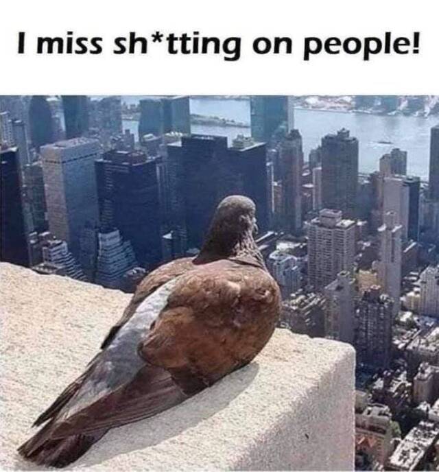 Bildschirmarbeiter - Picdump KW03 2021