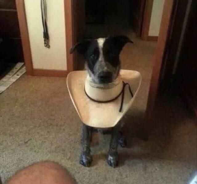 Bildschirmarbeiter - Picdump KW03 2022