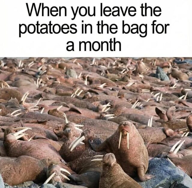 Bildschirmarbeiter - Picdump KW 03/2026