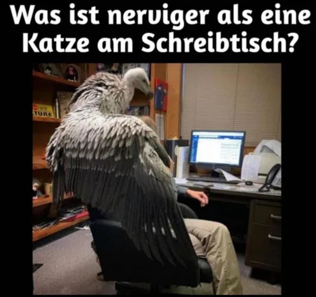 Bildschirmarbeiter - Picdump KW05 2021