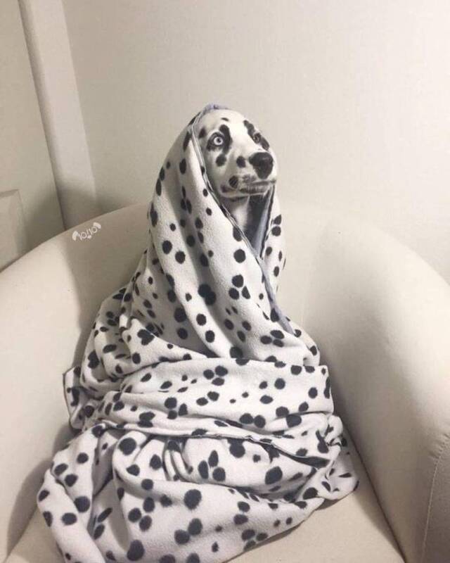 Bildschirmarbeiter - Picdump KW05 2021