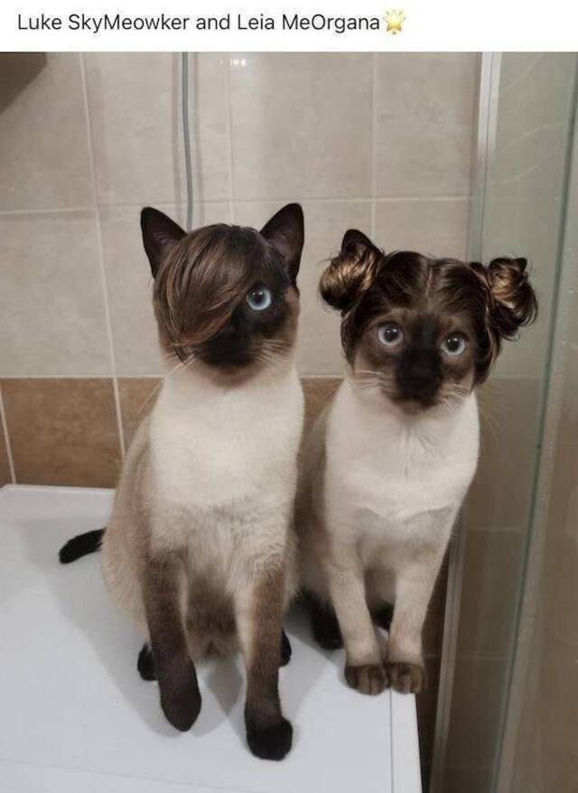 Bildschirmarbeiter - Picdump KW05 2021