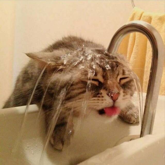 Bildschirmarbeiter - Picdump KW06 2021