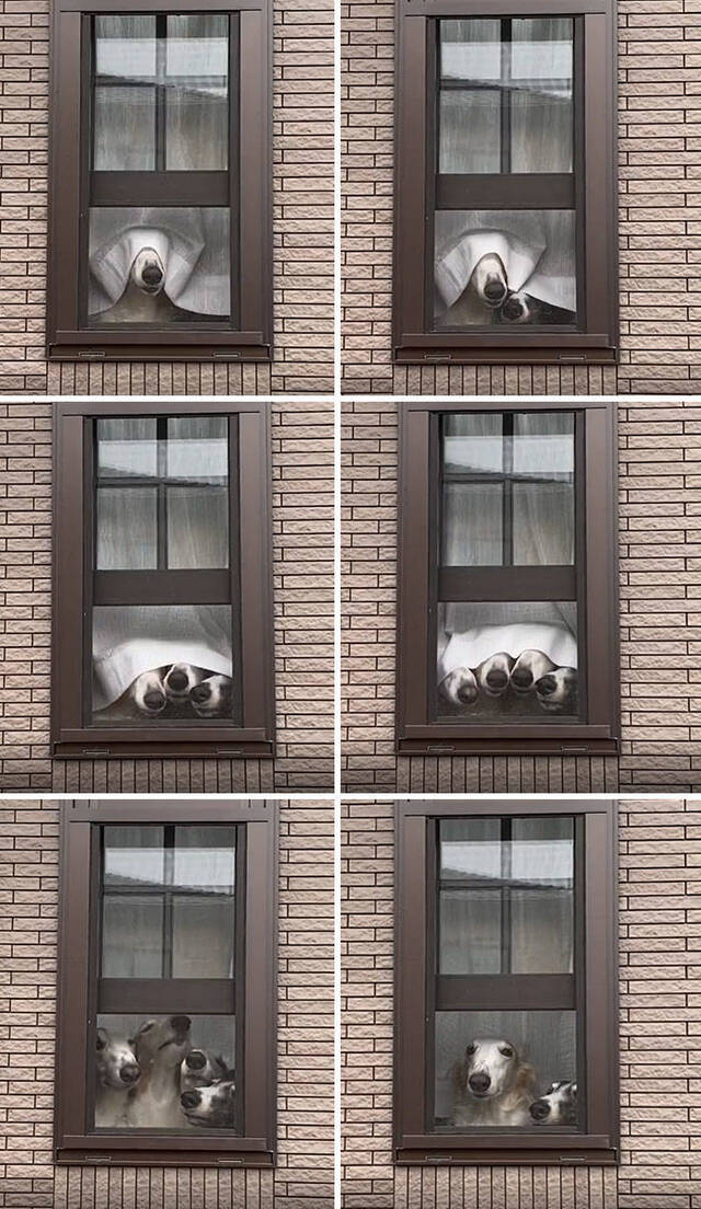 Bildschirmarbeiter - Picdump KW06 2021