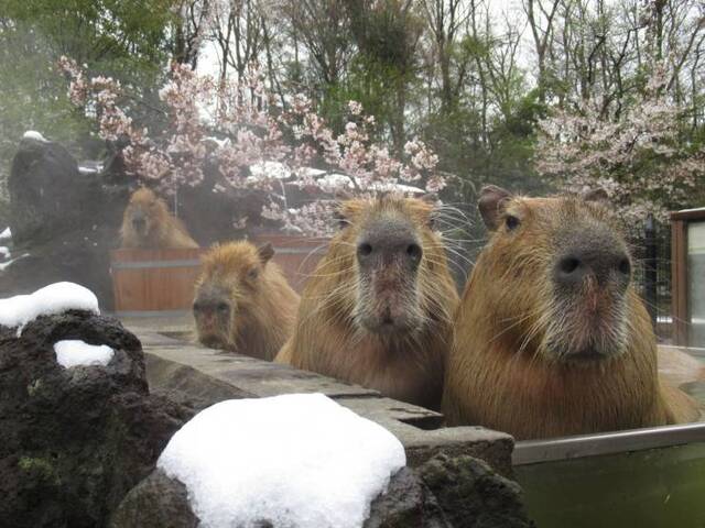 Bildschirmarbeiter - Picdump KW07 2021