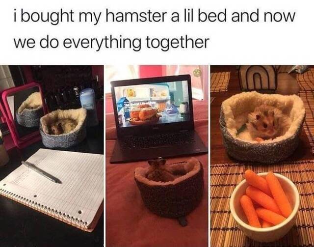 Bildschirmarbeiter - Picdump KW07 2021