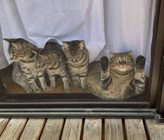 Bildschirmarbeiter - Picdump KW08 2022