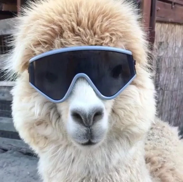 Nachschlag - Bildschirmarbeiter - Picdump KW09 2022