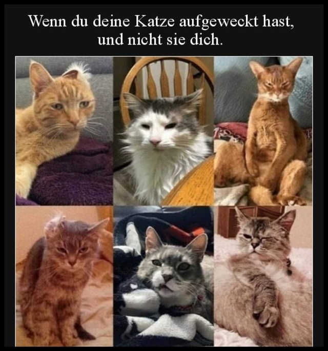 Bildschirmarbeiter - Picdump KW09 2022