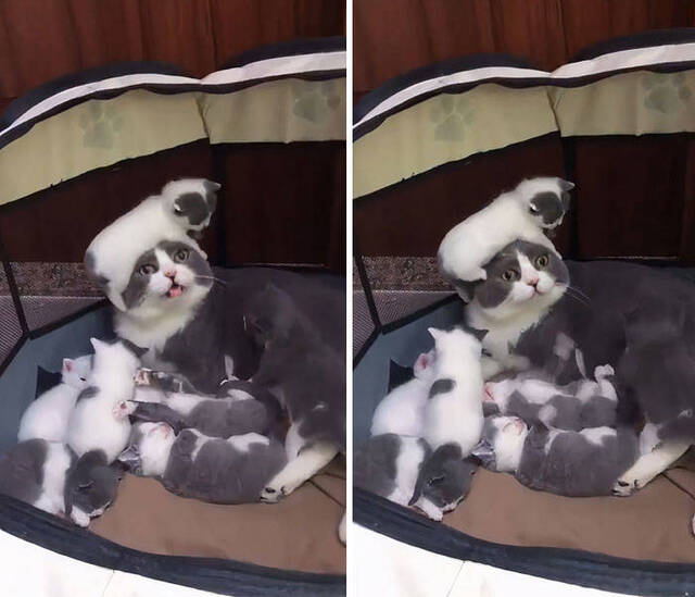 Bildschirmarbeiter - Picdump KW09 2022