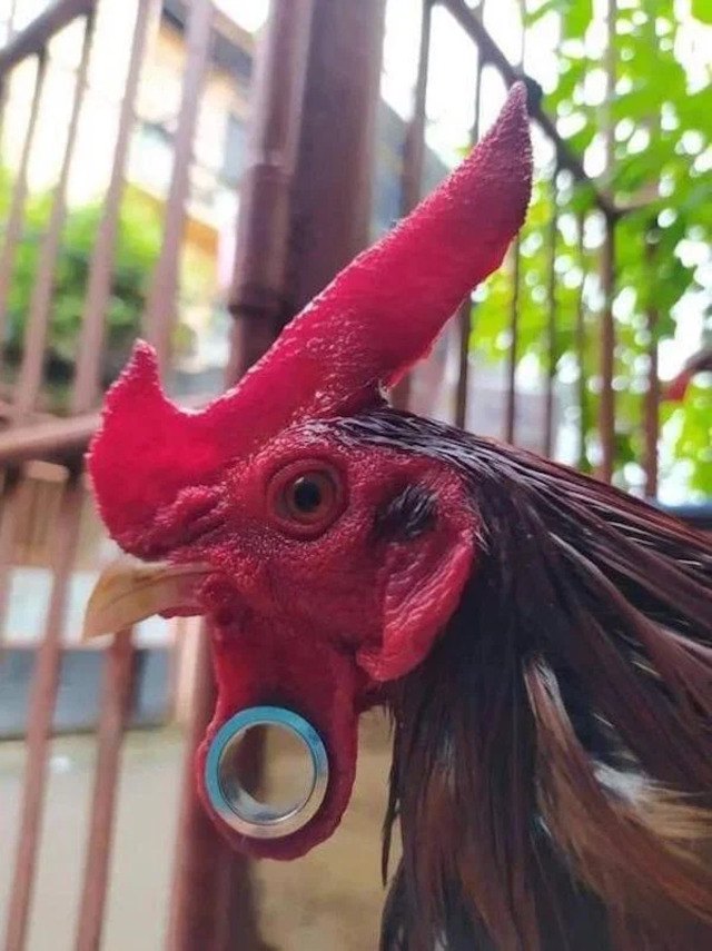 Bildschirmarbeiter - Picdump KW10 2021