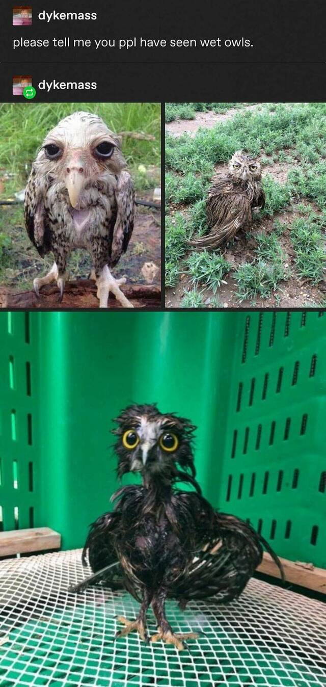 Bildschirmarbeiter - Picdump KW 11/2022