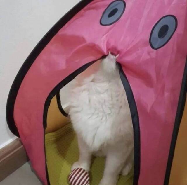 Bildschirmarbeiter - Picdump KW 11/2022