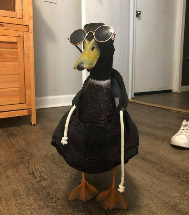 Bildschirmarbeiter - Picdump KW 11/2022