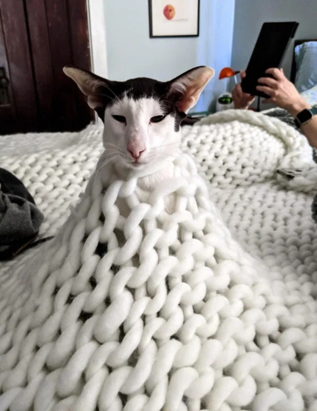 Bildschirmarbeiter - Picdump KW12 2021