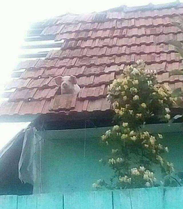 Bildschirmarbeiter - Picdump KW12 2021