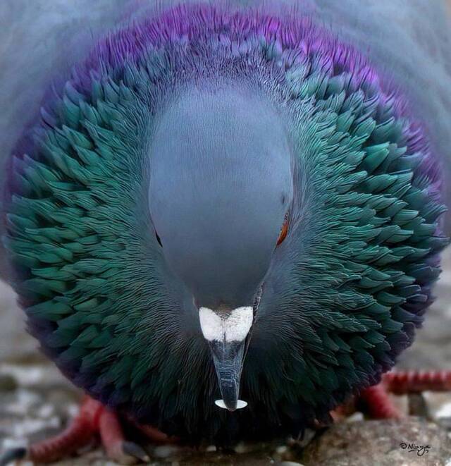 Bildschirmarbeiter - Picdump KW14 2021