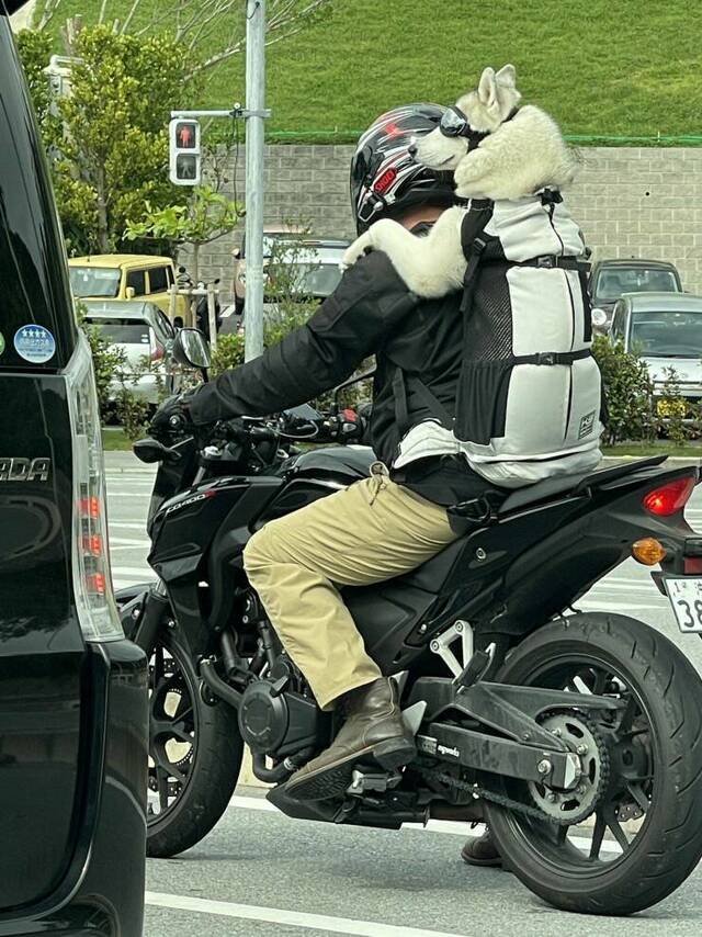 Bildschirmarbeiter - Picdump KW 18/2022