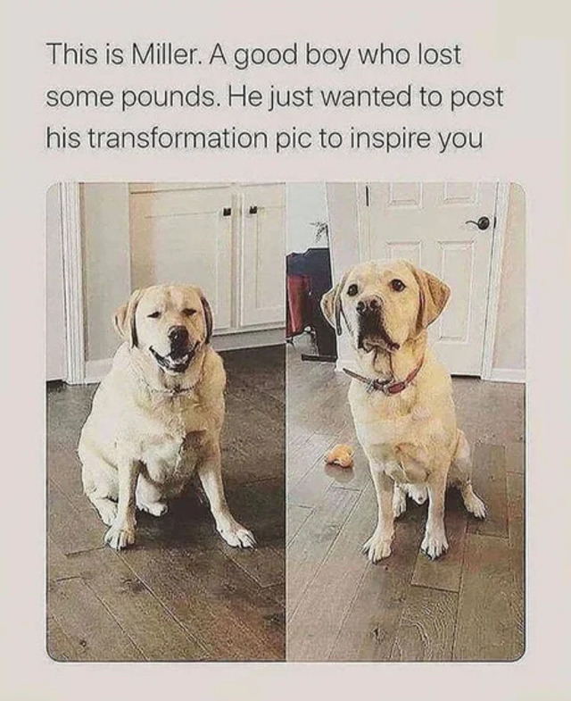 Bildschirmarbeiter - Picdump KW20 2021