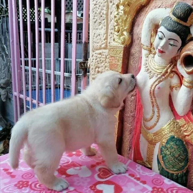 Nachschlag - Bildschirmarbeiter - Picdump KW 20/2022