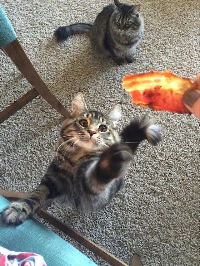 Bildschirmarbeiter - Picdump KW 20/2026