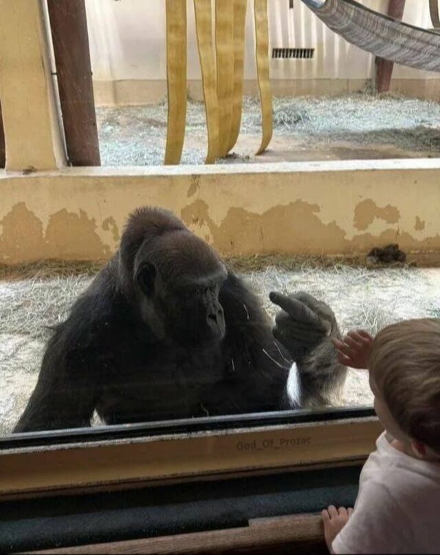 Bildschirmarbeiter - Picdump KW 22/2025