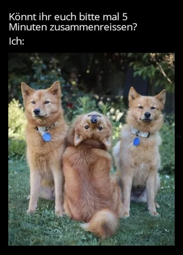 Bildschirmarbeiter - Picdump KW 23/2022