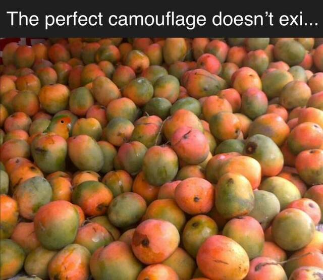 Bildschirmarbeiter - Picdump KW 23/2022