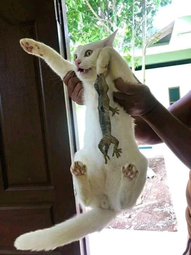 Bildschirmarbeiter - Picdump KW 23/2022