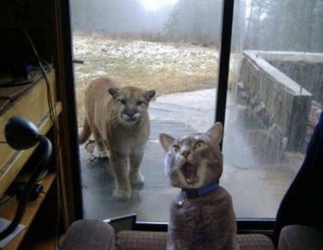 Bildschirmarbeiter - Picdump KW 24/2022