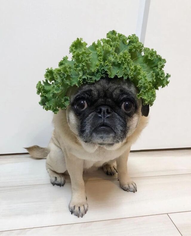 Nachschlag - Bildschirmarbeiter - Picdump KW 24/2022