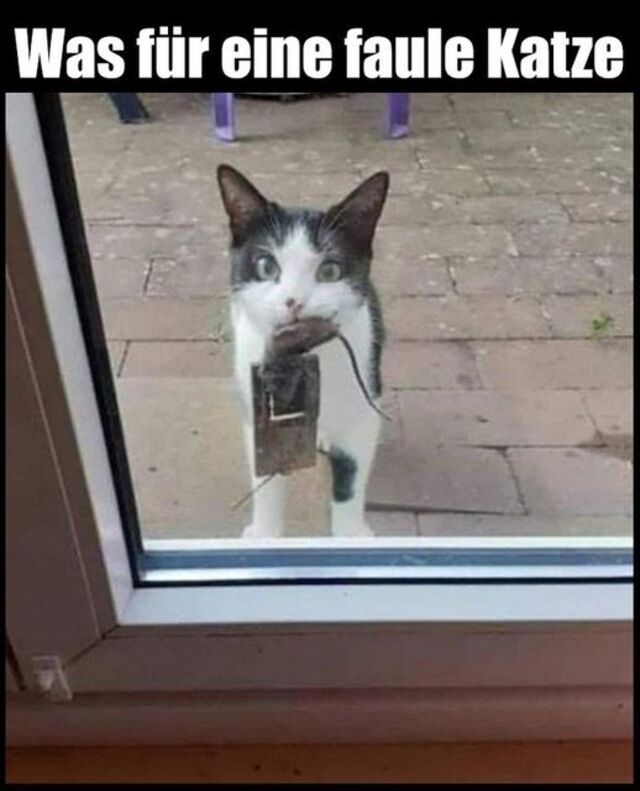 Bildschirmarbeiter - Picdump KW 26/2022