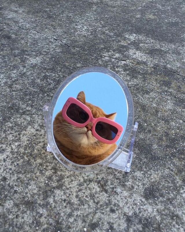 Bildschirmarbeiter - Picdump KW 26/2022