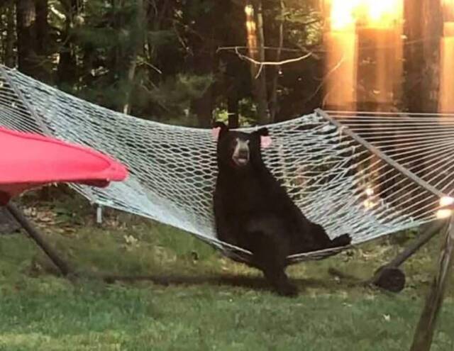 Bildschirmarbeiter - Picdump KW27 2021