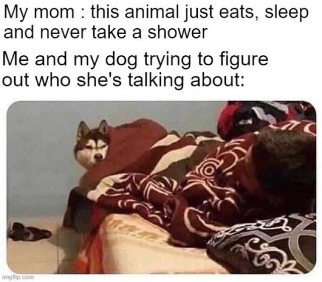 Bildschirmarbeiter - Picdump KW27 2021