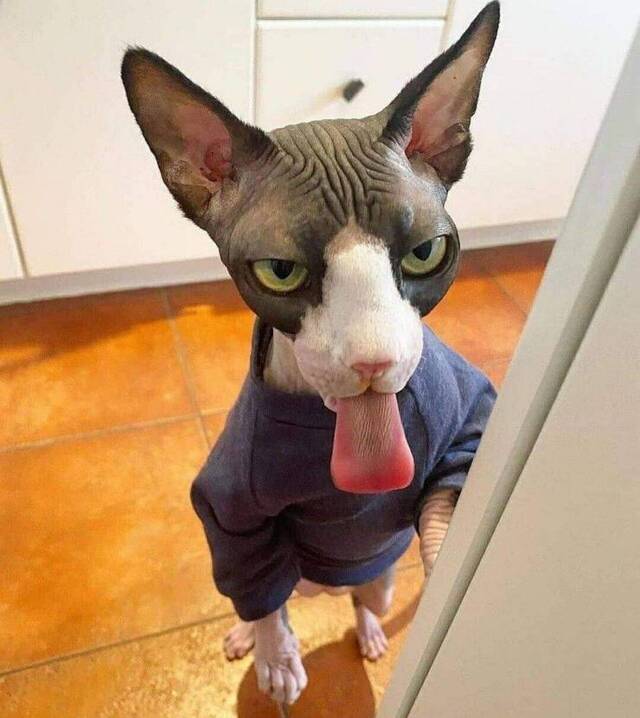 Bildschirmarbeiter - Picdump KW27 2021