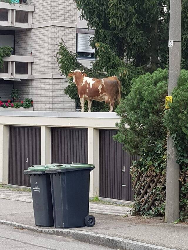 Bildschirmarbeiter - Picdump KW 28/2026