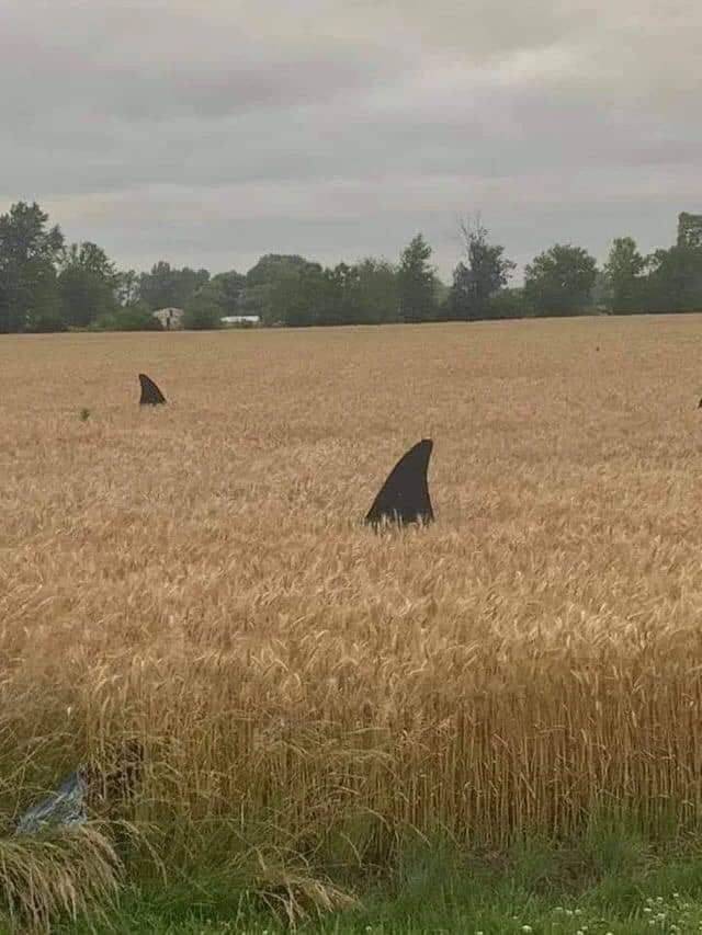 Bildschirmarbeiter - Picdump KW29 2021