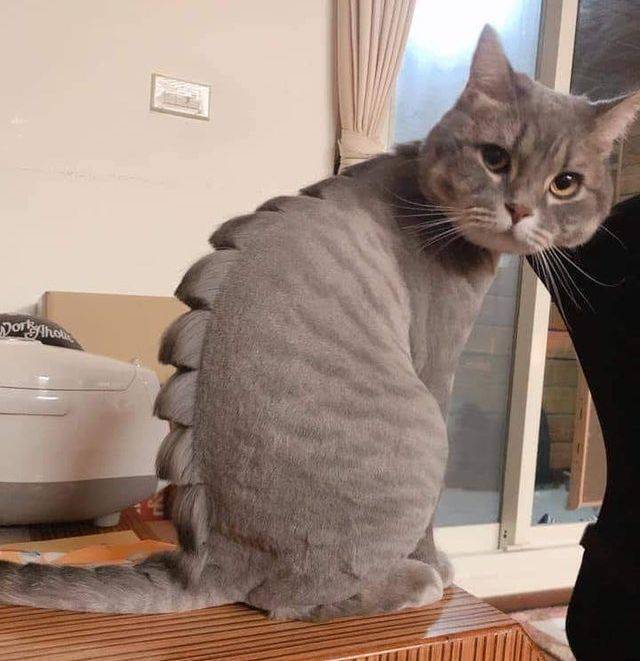 Bildschirmarbeiter - Picdump KW29 2021