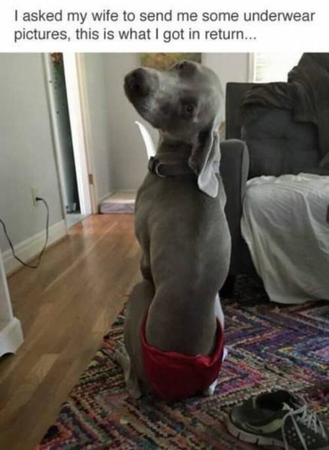 Bildschirmarbeiter - Picdump KW 29/2026