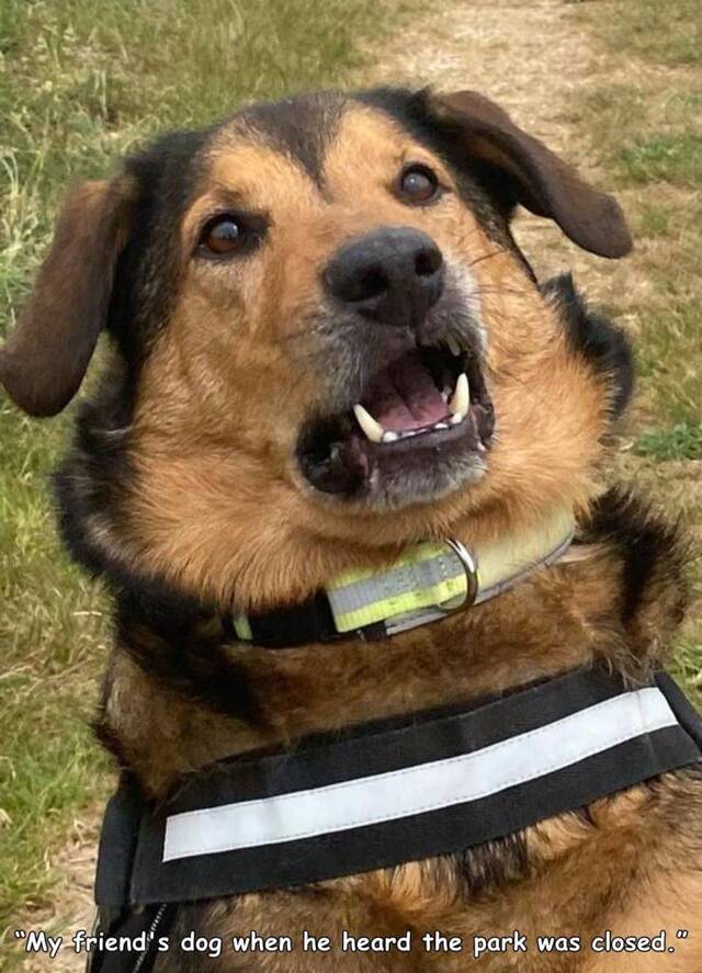 Bildschirmarbeiter - Picdump KW30 2020