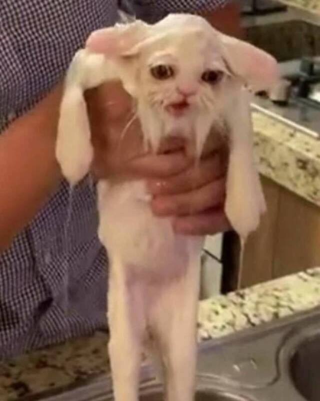 Bildschirmarbeiter - Picdump KW30 2020