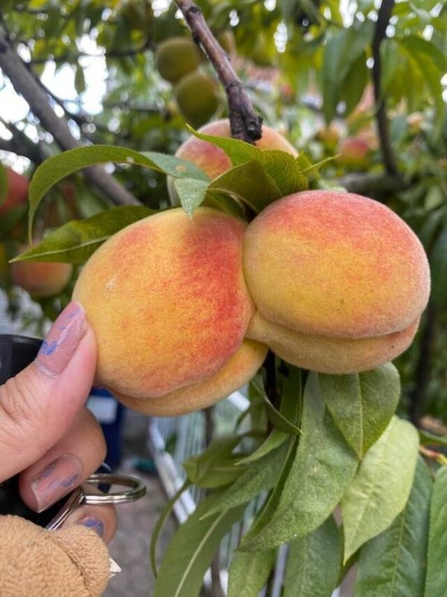 Bildschirmarbeiter - Picdump KW 30/2025