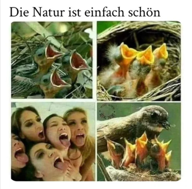 Bildschirmarbeiter - Picdump KW31 2021