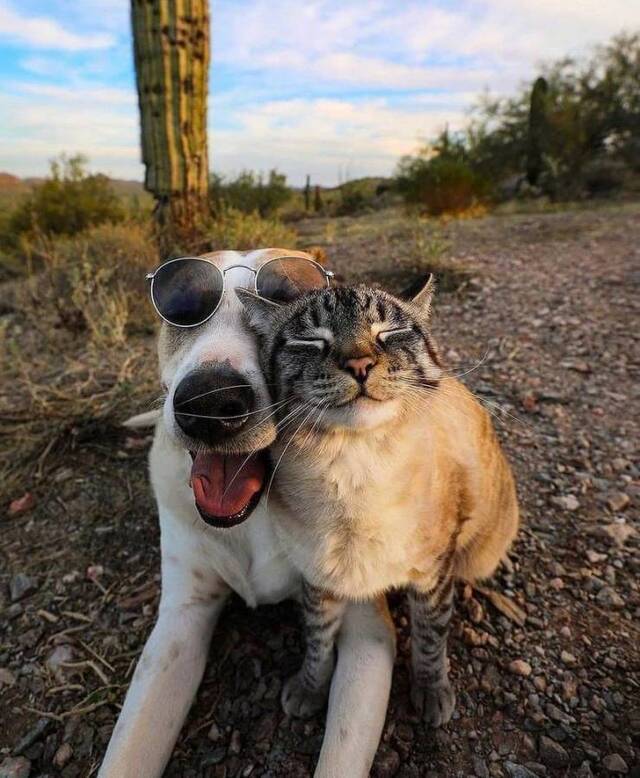 Bildschirmarbeiter - Picdump KW31 2021