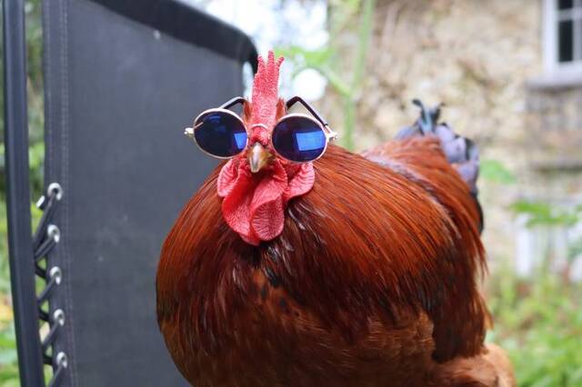 Bildschirmarbeiter - Picdump KW31 2021