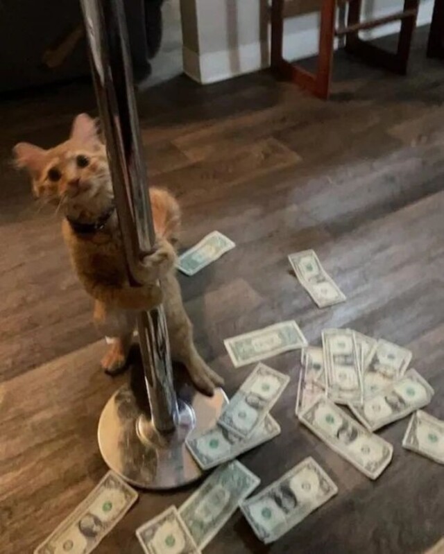 Bildschirmarbeiter - Picdump KW31 2021