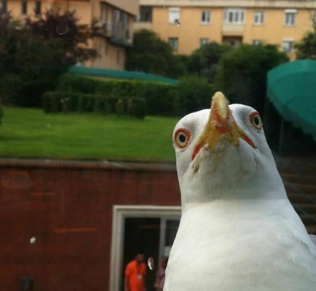 Nachschlag - Bildschirmarbeiter - Picdump KW 31/2022