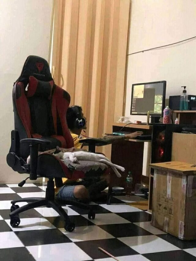 Bildschirmarbeiter - Picdump KW 31/2025